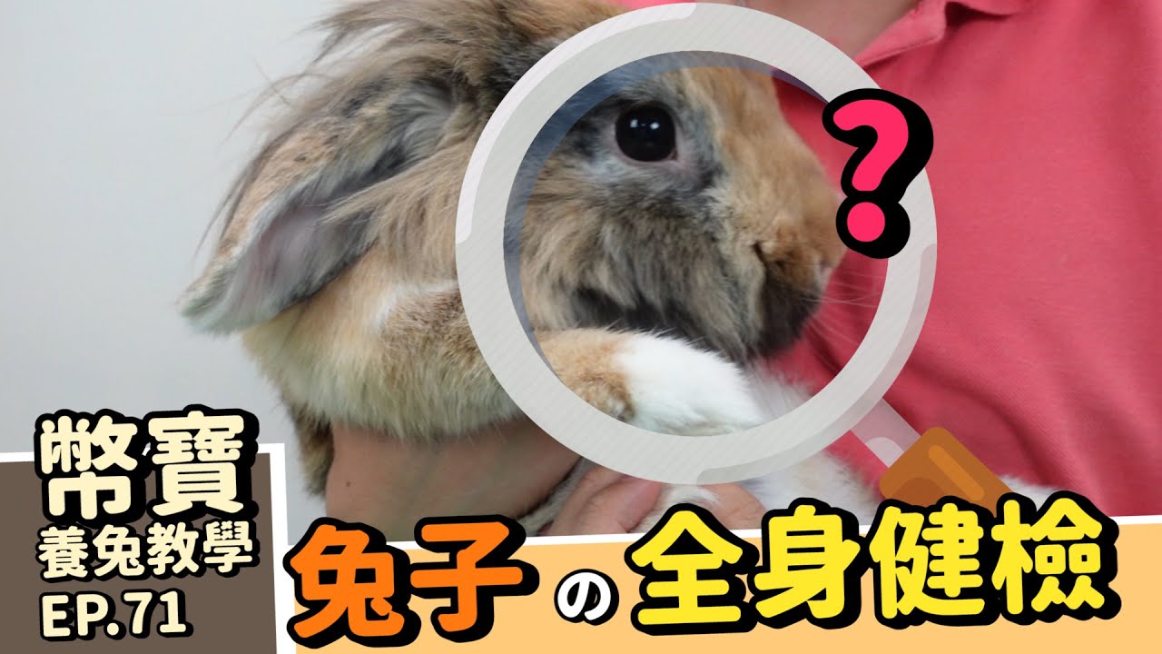 [兔子每天的健康檢查]吸兔也要做的身體檢查| 日常檢查篇 ｜幣寶養兔教學系列 EP 71｜ChamKnows【冠軍知道】
