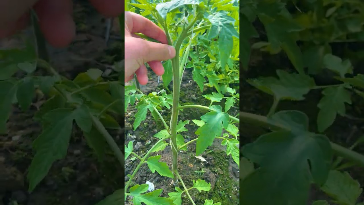 🍅Tomato plant care ! #tomatoes #gardening #greenhouse #growyourown #backyardgarden #farming