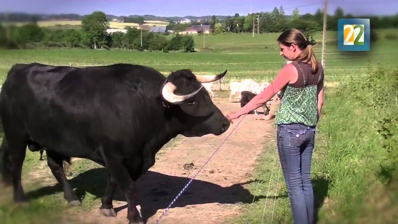 INSTINTO ANIMAL T2 P7 REPORTAJE Toro Fadjen en Francia.