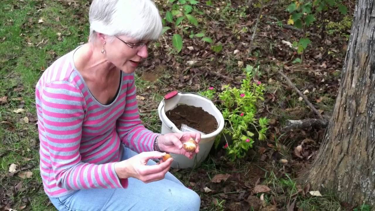 Planting Tulips and Dutch Irises