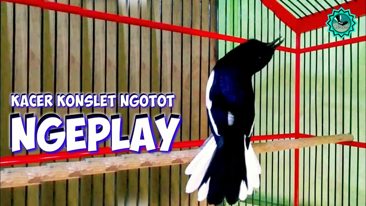 KACER Musuh PASTI KONSLET NGOBRA TARUNG EMOSI, PANCINGAN KACER GACOR FULL ISIAN TARUNG NGOBRA NGOTOT