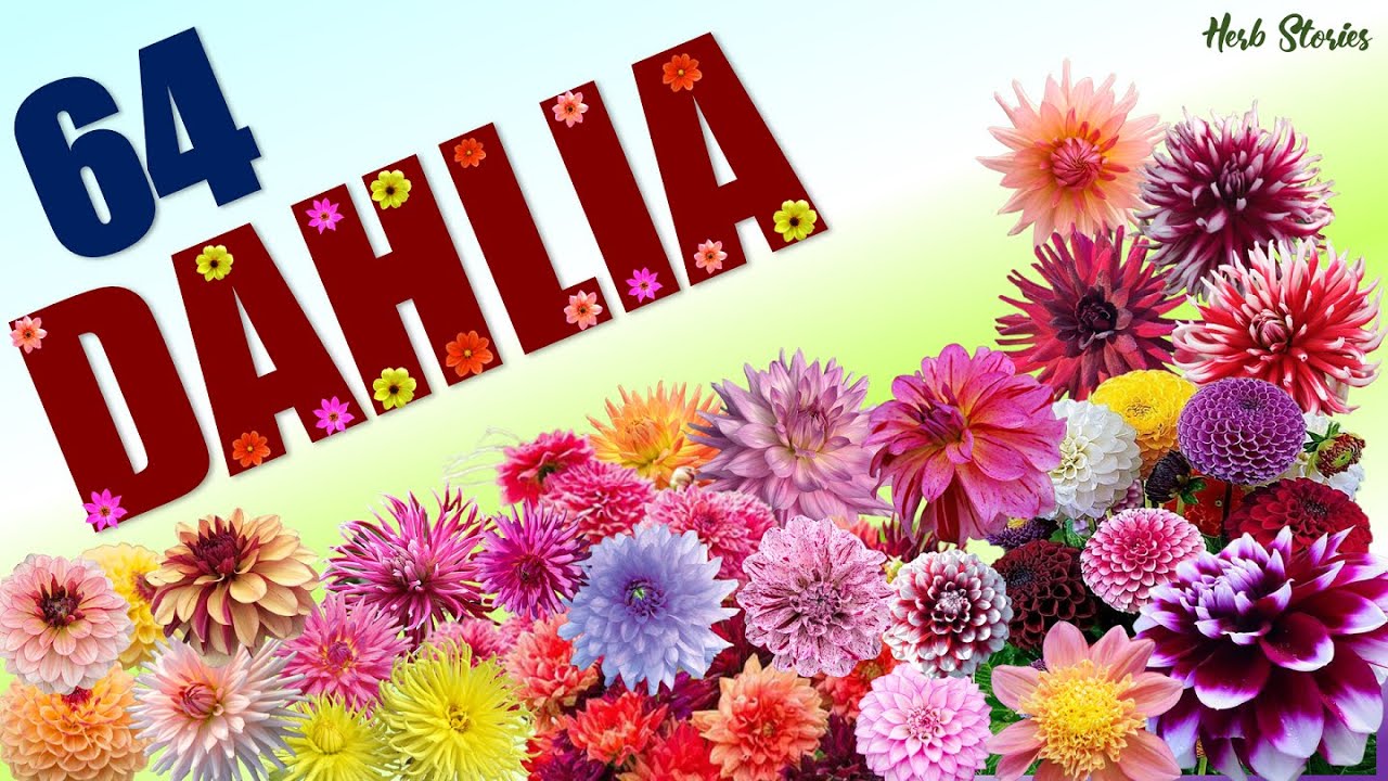 64 DAHLIAS SPECIES | HERB STORIES