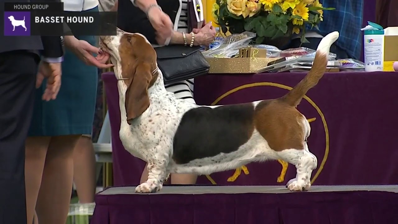 Basset Hounds | Breed Judging 2020