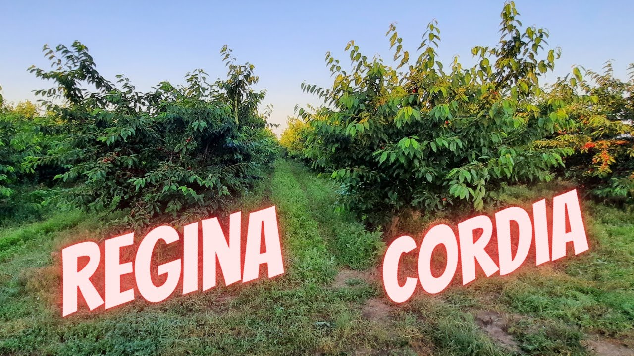 CUM FRUCTIFICĂ CIREȘUL PE TUFA SPANIOLA [2021]