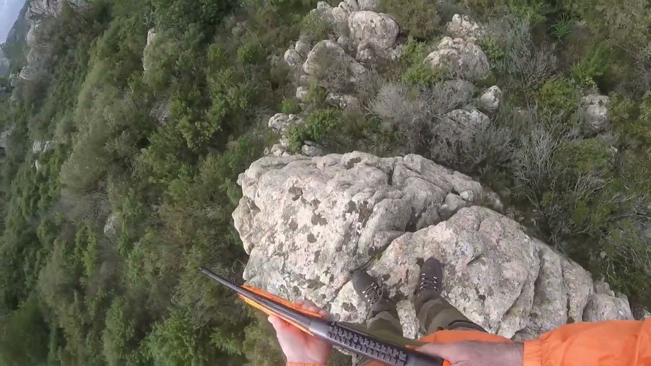 Caccia al cingiale