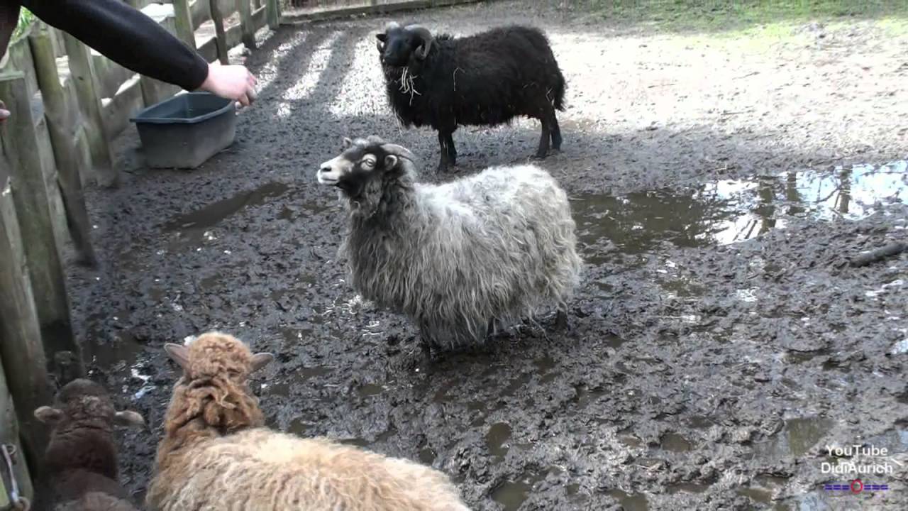 Streichelzoo Bauernhof Tiere Schafe Sheep Birgit's Tiergarten Streichelzoo