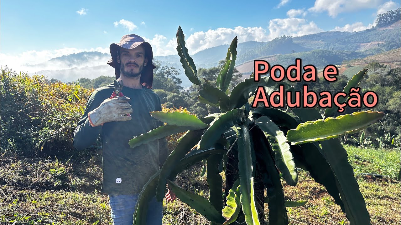 Poda e adubação da pitaya no inverno