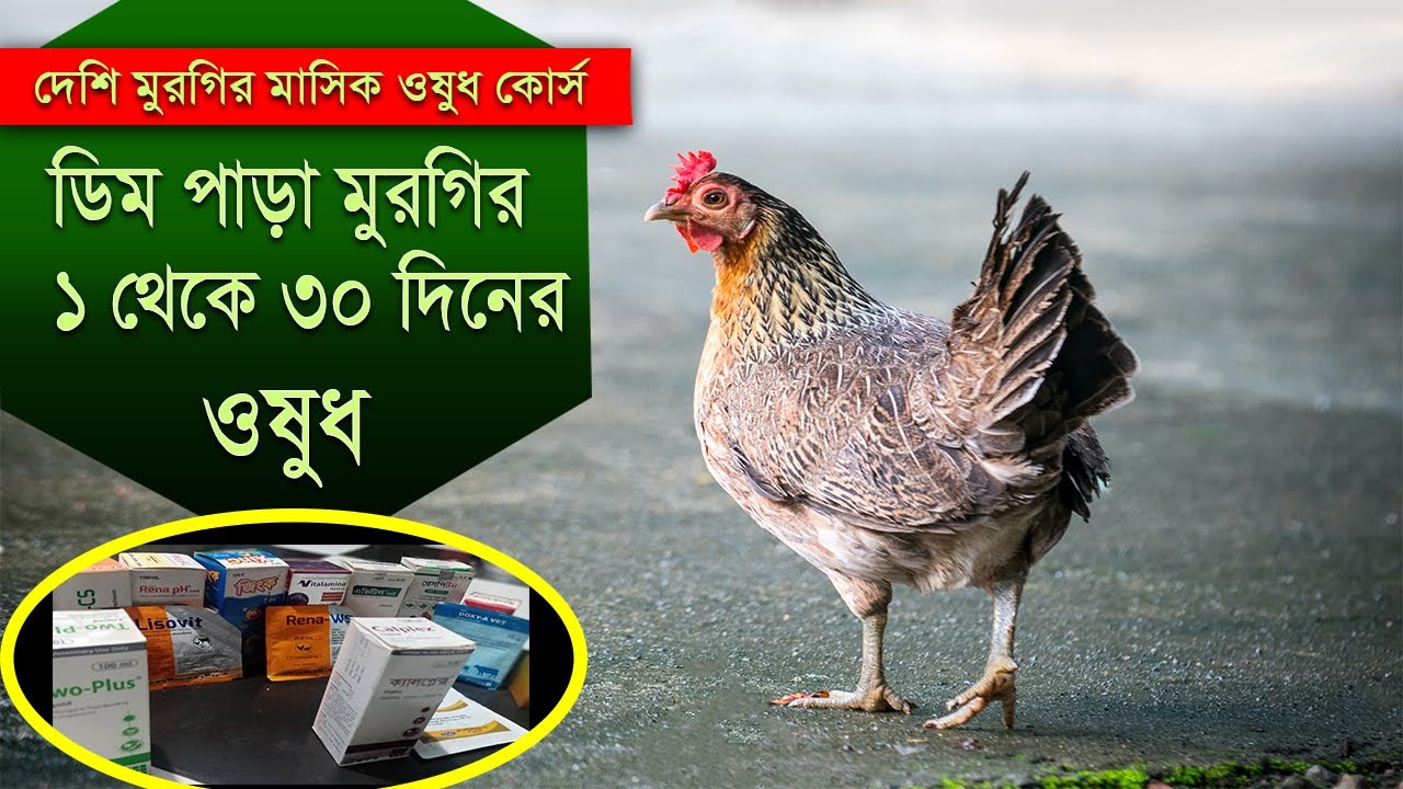 দেশি মুরগির মাসিক ওষুধ কোর্স। ১ থেকে ৩০ দিনের গুরুত্বপূর্ণ ওষুধ তালিকা ।