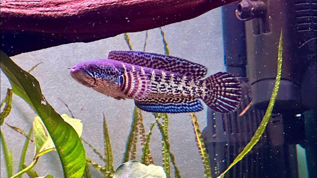Channa Aurantimaculata Baby