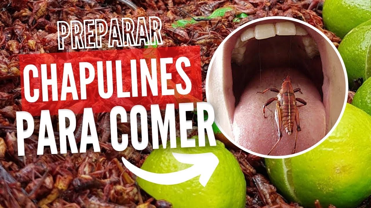 Como Preparar Chapulines 🦗 para Comer