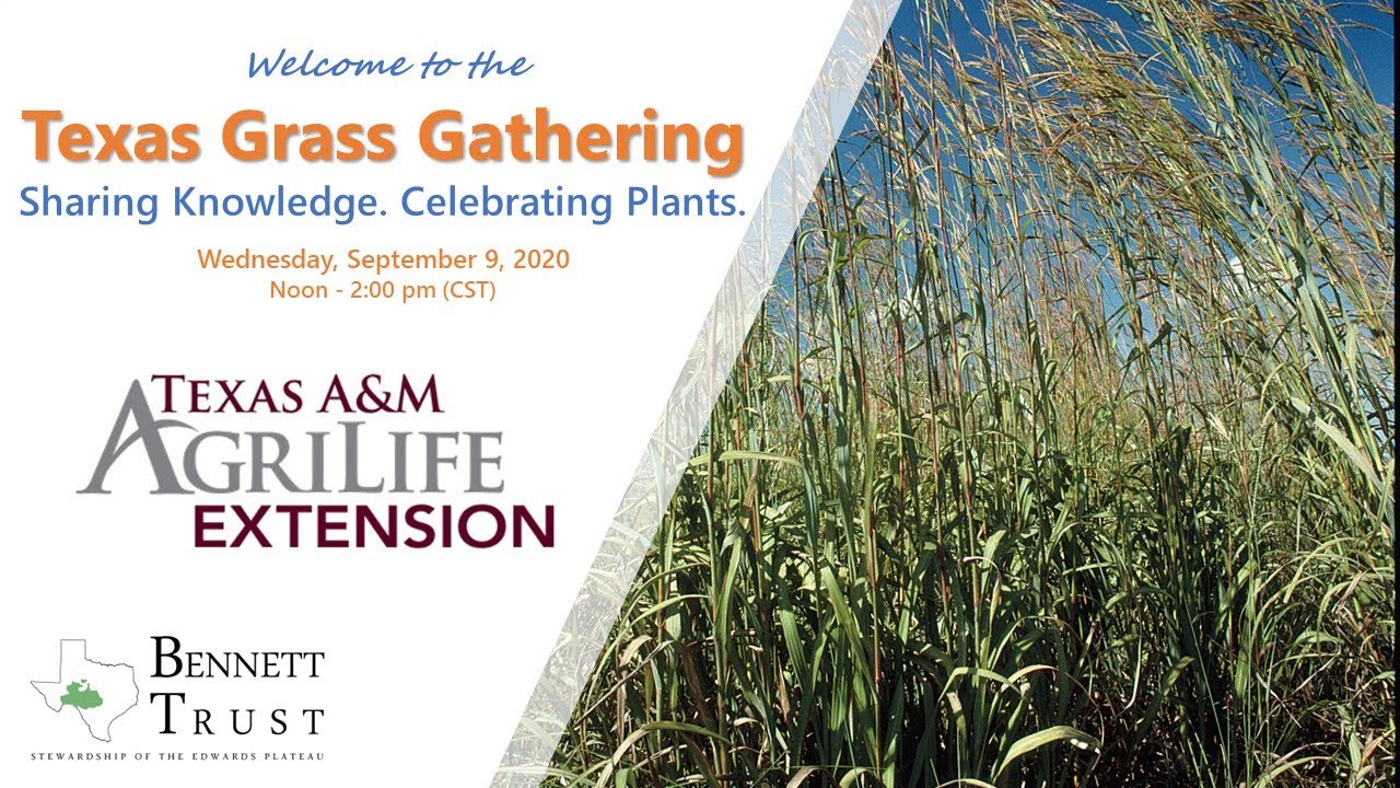 Texas Grass Gathering