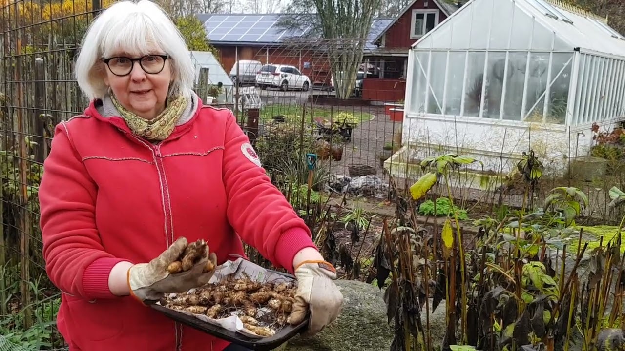 Strävsolros, odla, skörda, använda