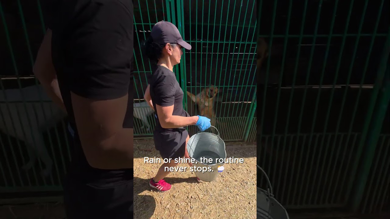 JEDNO WIADRO NADZIEI: Nasza codzienna poranna rutyna 🪣💧 #kr&oacute;tkifilm #kr&oacute;tkifilm #piesyoutube