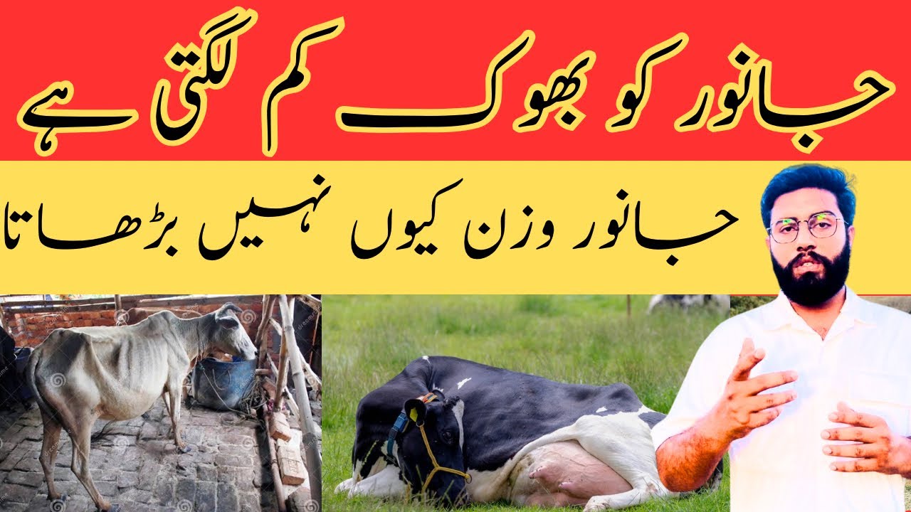 جانور کو بھوک کم لگتی ہے، وزن کیوں نہیں بڑھاتے؟