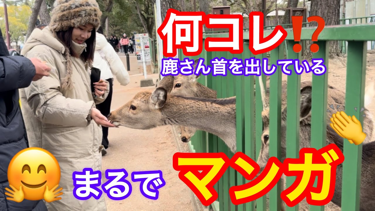 何コレ⁉️鹿さん首を出している☺️まるでマンガの世界🫎NARA  PARK