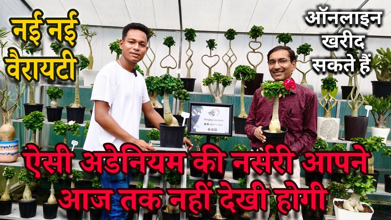 ऐसी एडेनियम की नर्सरी आज तक मैने नहीं देखी। आप भी देखेंगे तो चौंक जाएंगे।सारे नए वैरायटी के एडेनियम 