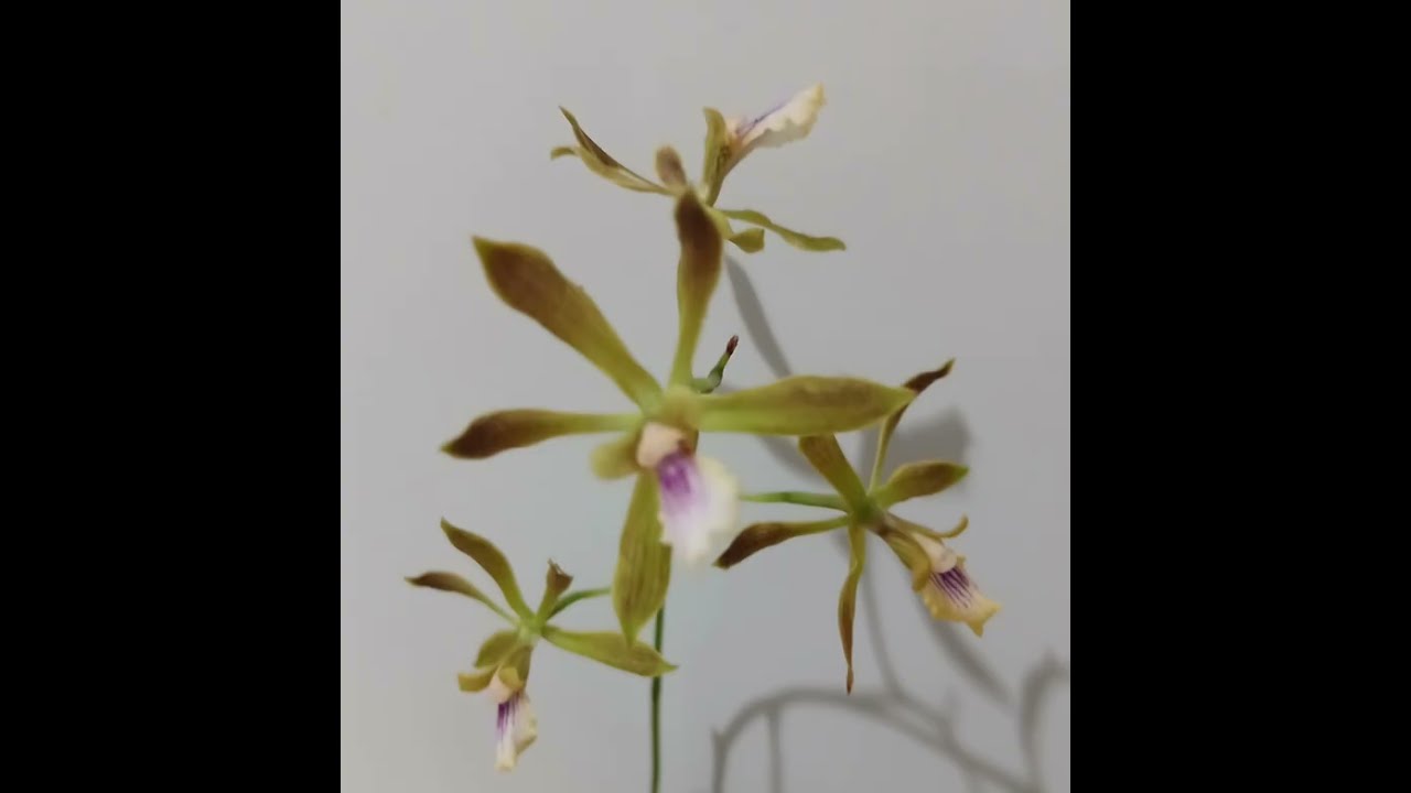 Plantando orquidea encyclia em madeira 