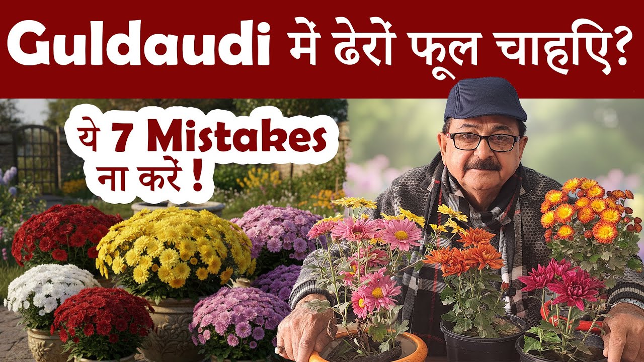 दिसंबर में गुलदाउदी में फूल नहीं आ रहे? 7 बड़ी गलतियां कर रहे हैं आप I Chrysanthemum Flowering Tips