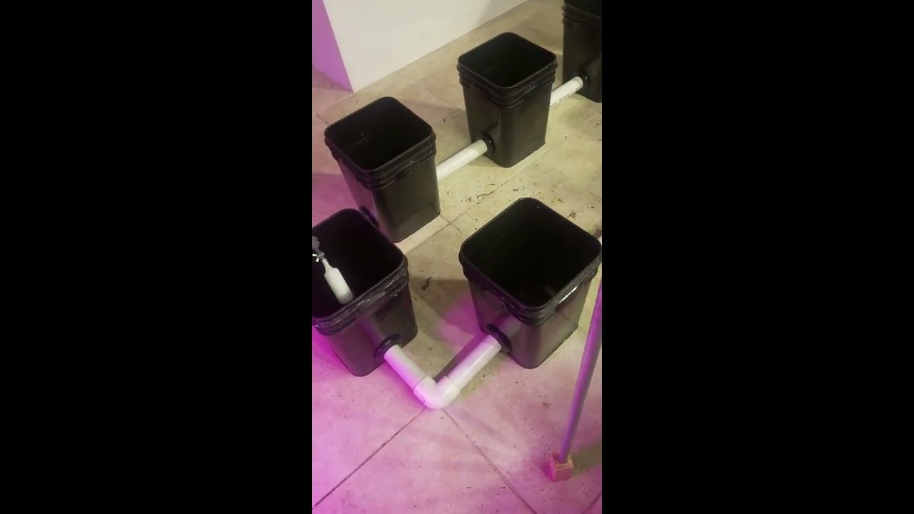 Scrog setup