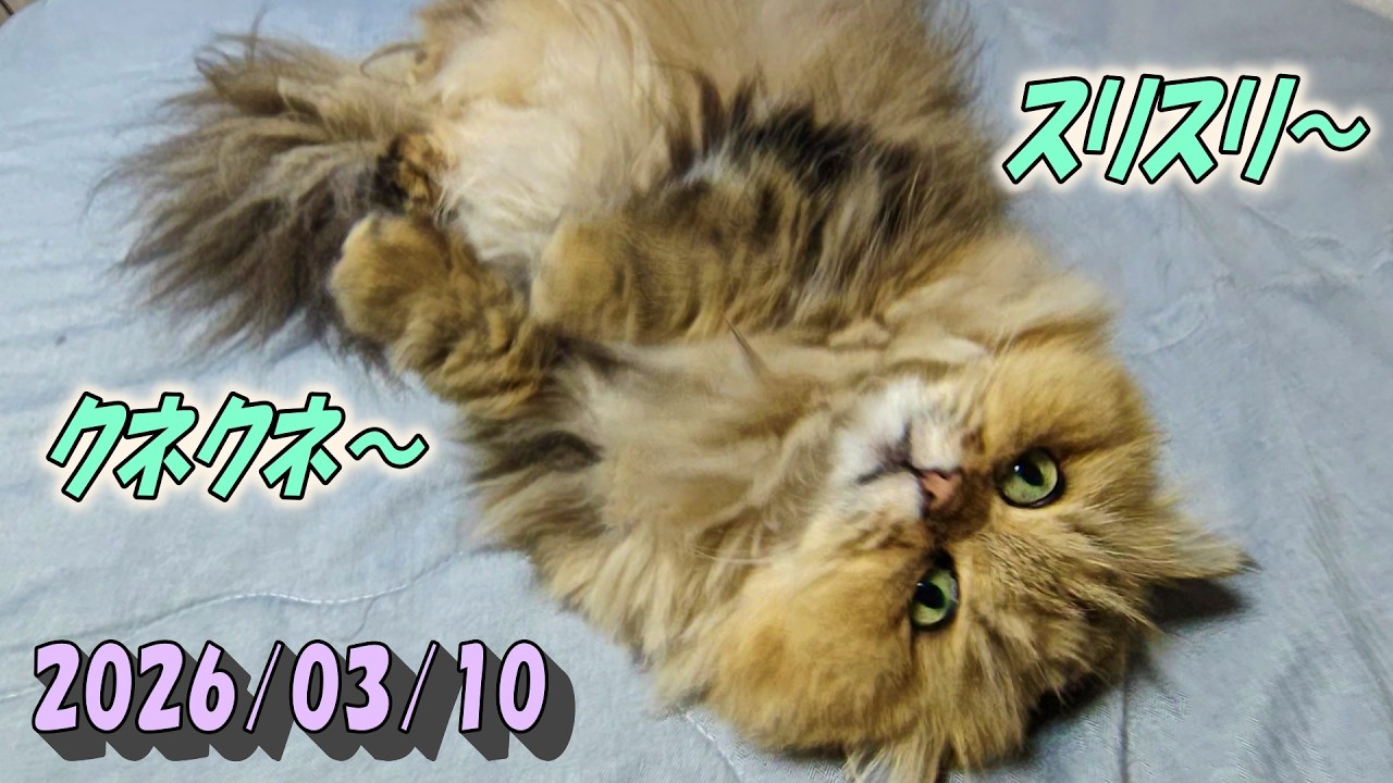 摺り摺りクネクネしてカメラに頭突きしてくるひとみ　Persian cat Hitomi's relaxing days　2026/03/10