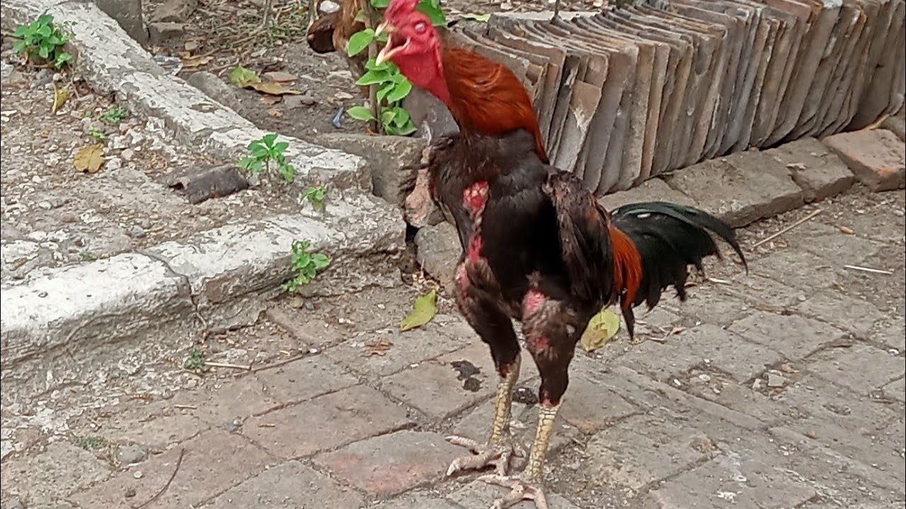 Ayam Berkokok merdunya #ayam #ayamjantan #live 
