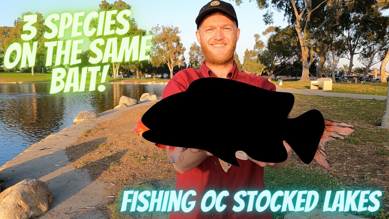 Catching 3 Species of Fish at Orange County Lakes - Mile Square Park & Laguna Niguel Lake