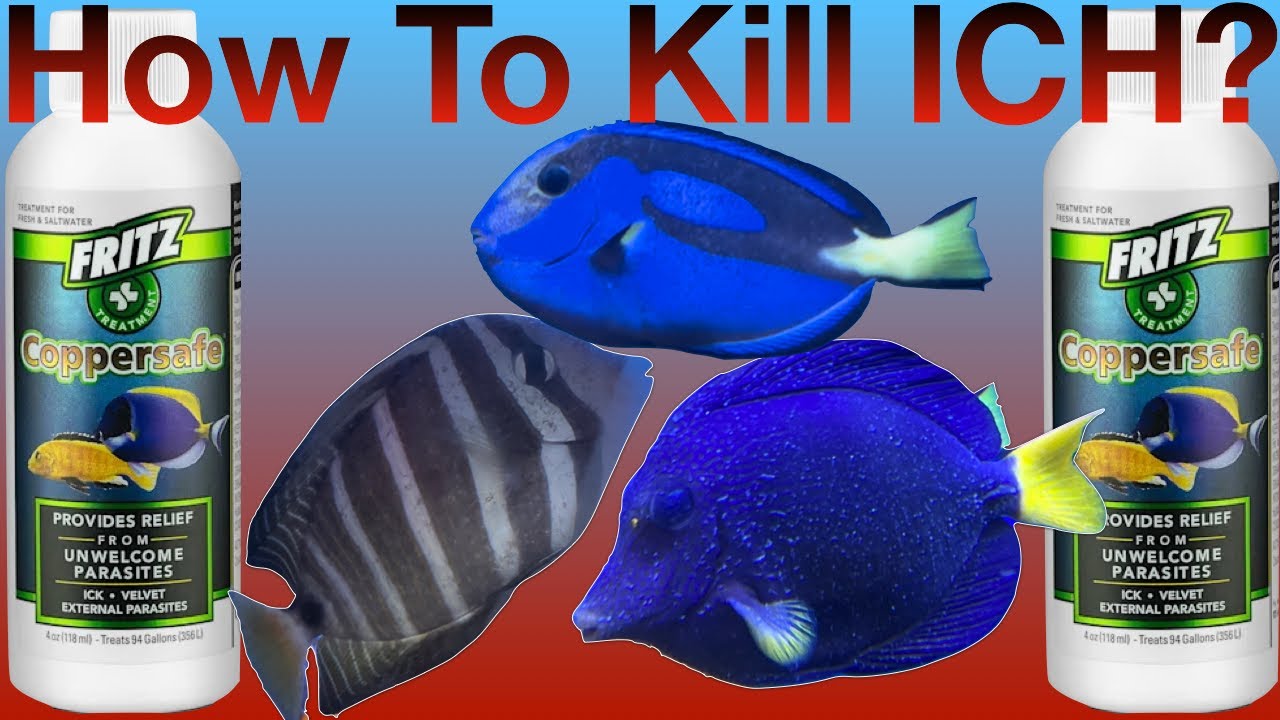 How To Kill SaltWater Ich: The Safe and Easy Way #ich Frits copper safe