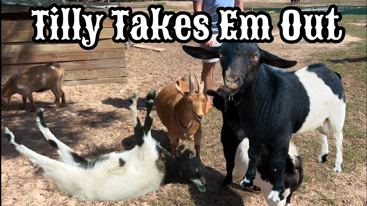 Fainting Goats Meet Tilly (Love at first sight)
