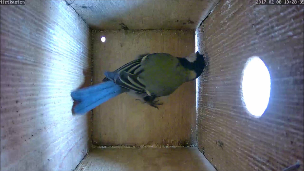 Erster Besuch im Meisen-Nistkasten 08.02.2017