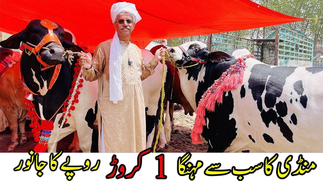 Bakra Mandi Ka Sab Se Mehanga Janwar | 1 Crore | Amin Hafeez