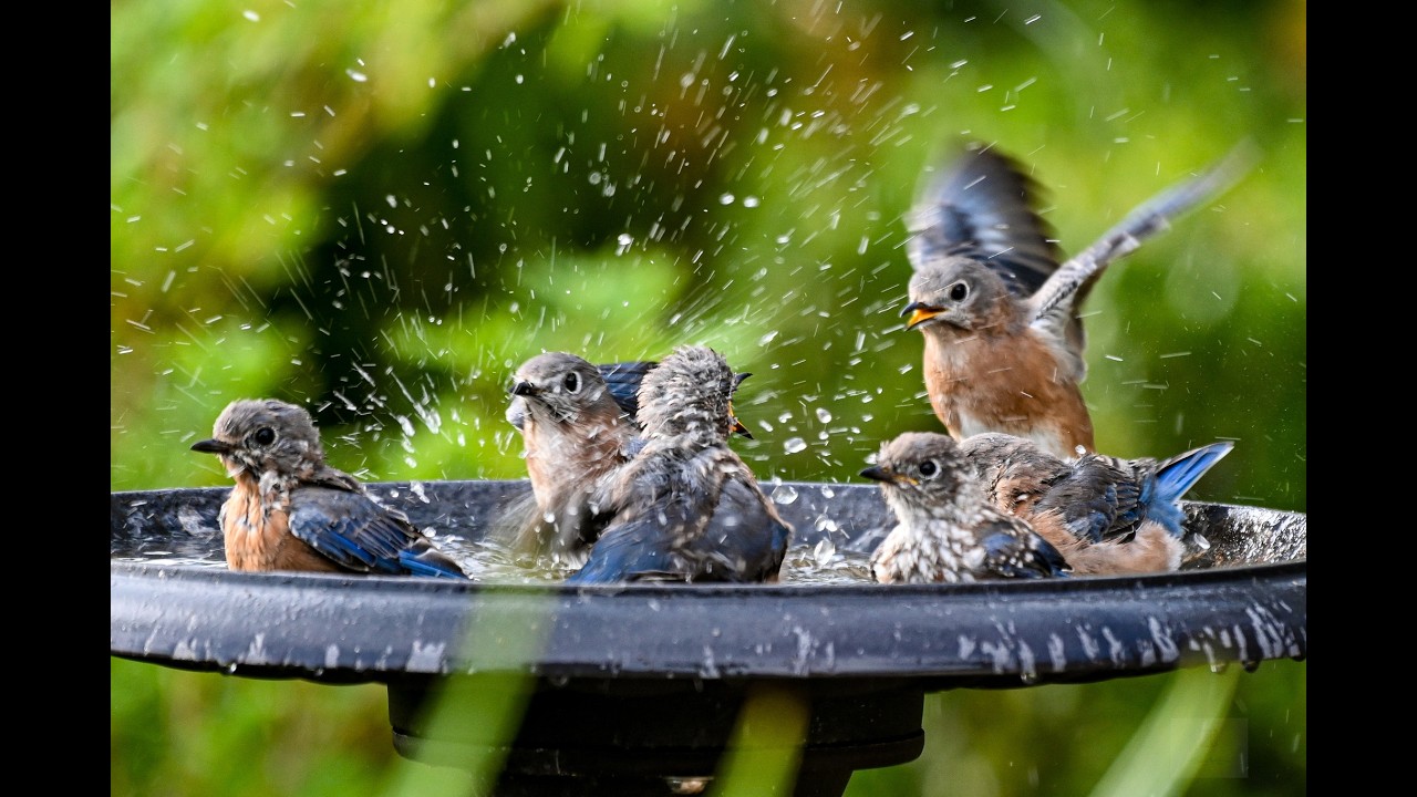 A Lone Duck Observing Birds at a Bath in Pensacola, Northwest Florida.