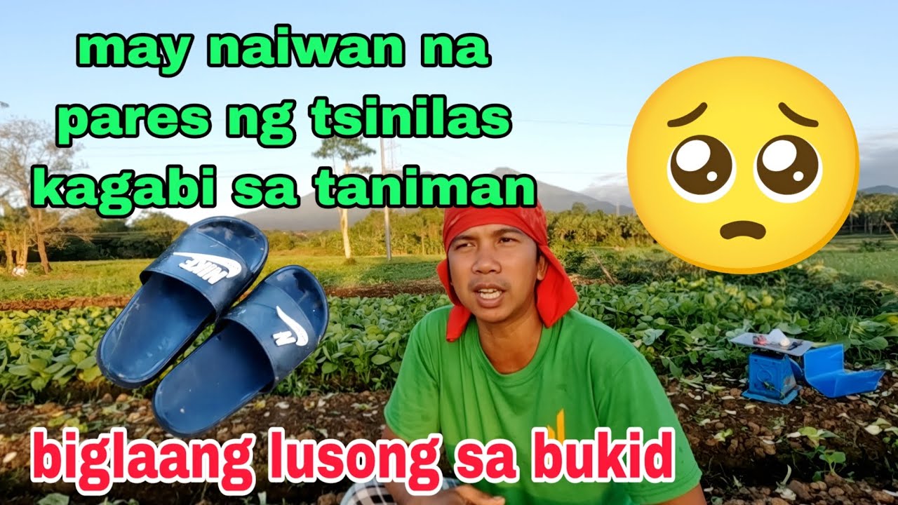 LAKING GULAT KO may  nakaiwan na tsinilas  sa ating taniman kagabi