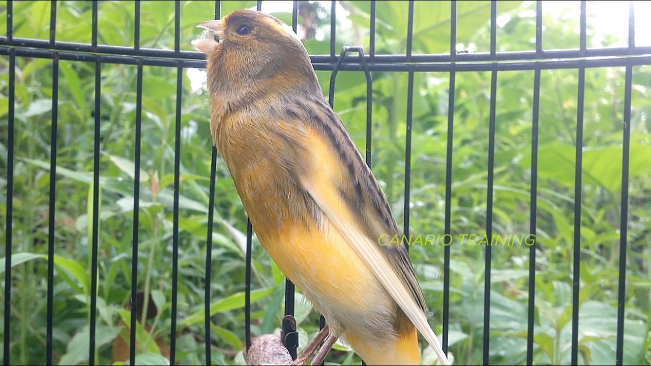 Sons de Treino Para Canário Belga com Ritmo Consistente - Canto CANÁRIO BELGA Para Ensinar Filhotes