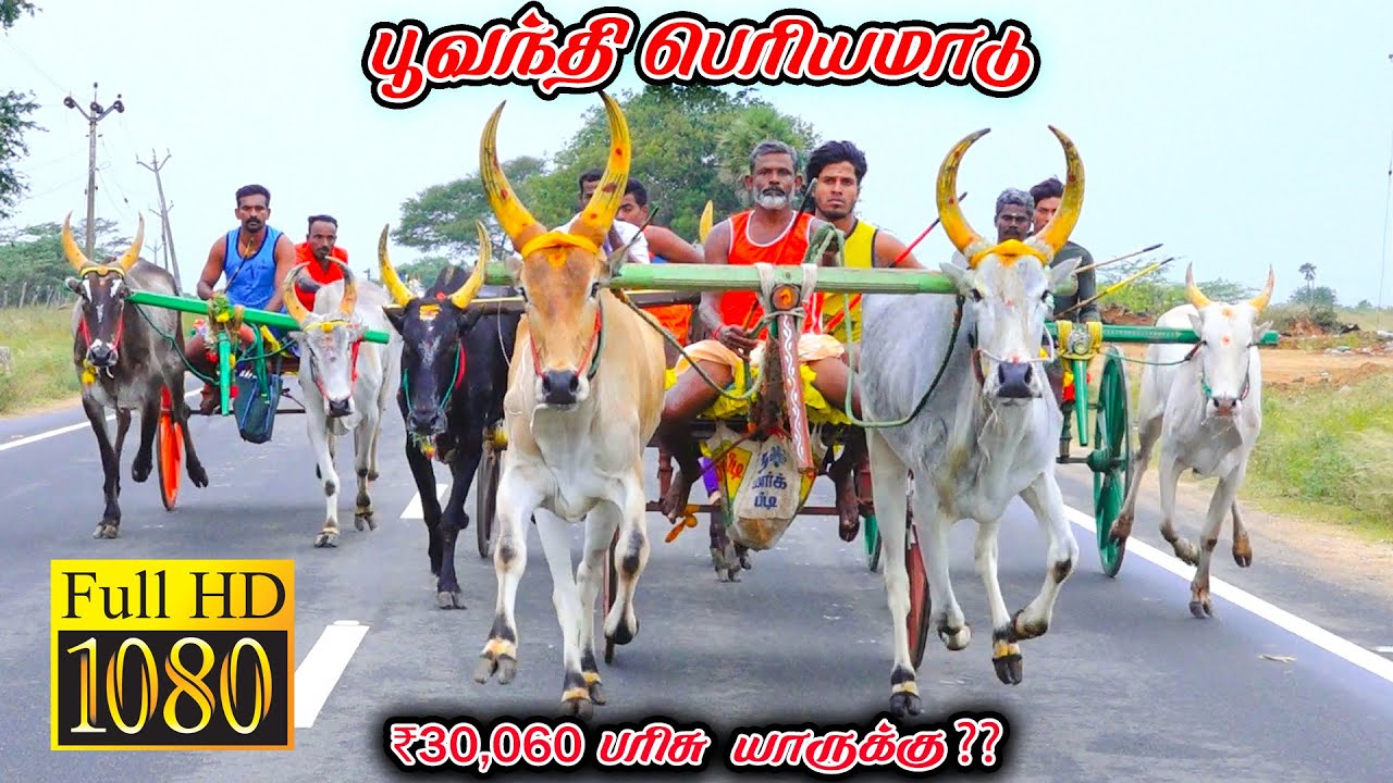 பூவந்தி பெரியமாடு-பந்தயம்_26.01.2026_V_Photography