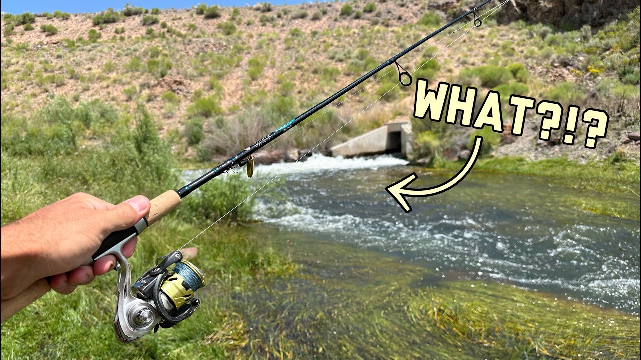 Spillway/Creek fishing for What?!?