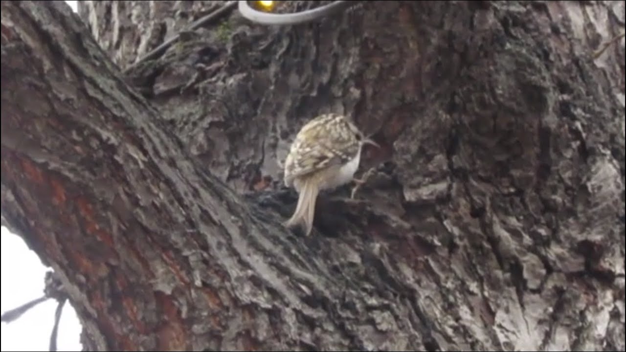 Пищуха (Certhia familiaris)