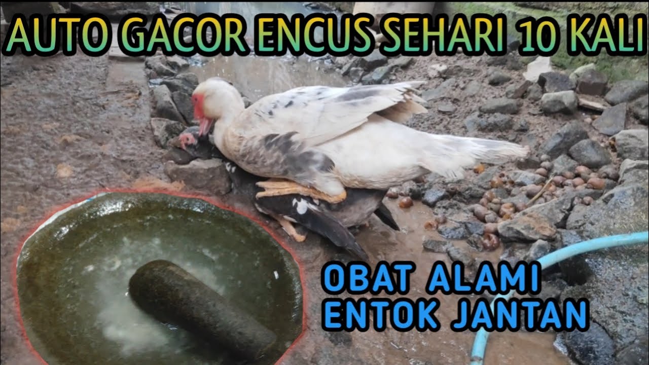 Ternak Entok, Ramuan Khusus Agar Entok Rajin Kawin