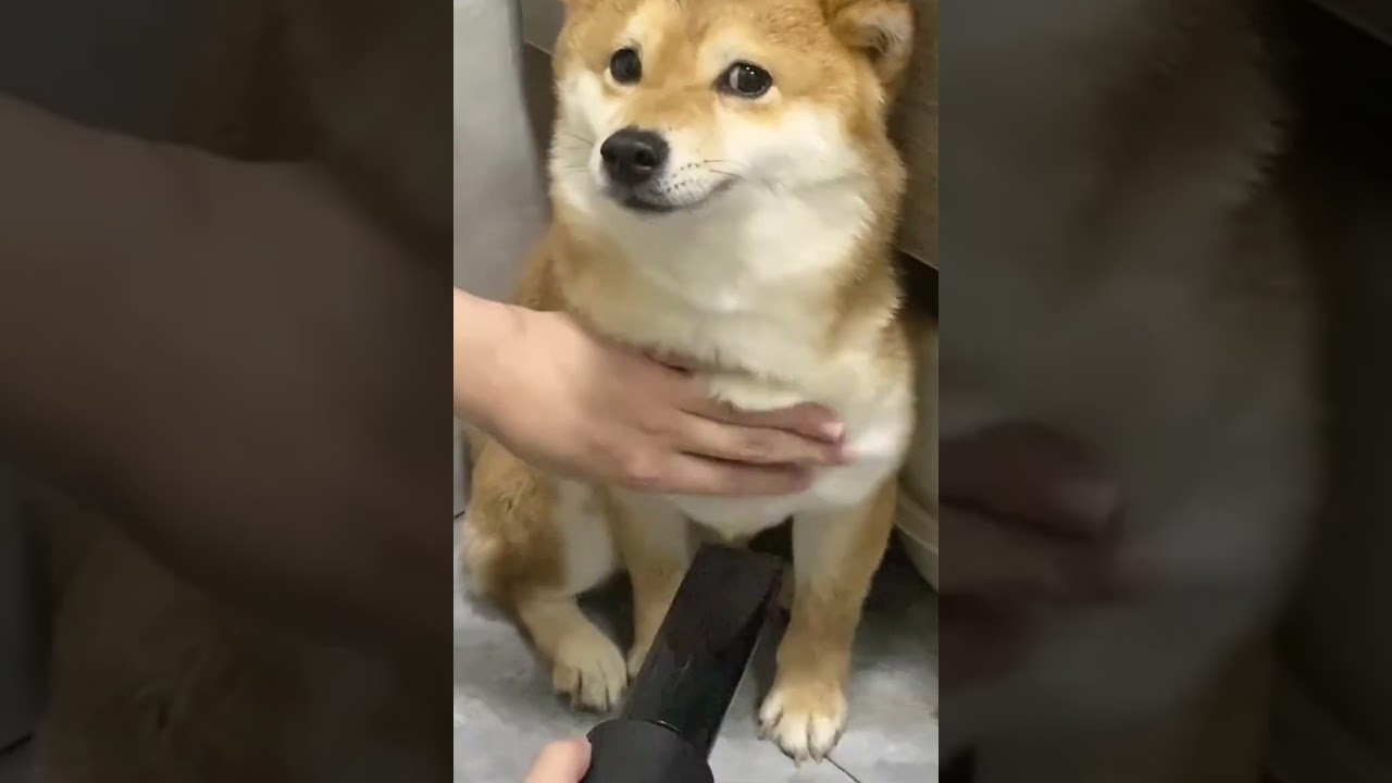 #instadogs #instadogsofficial #gooddog #gooddoggo #adogslife #dogslife #instadog #dogs #doggo