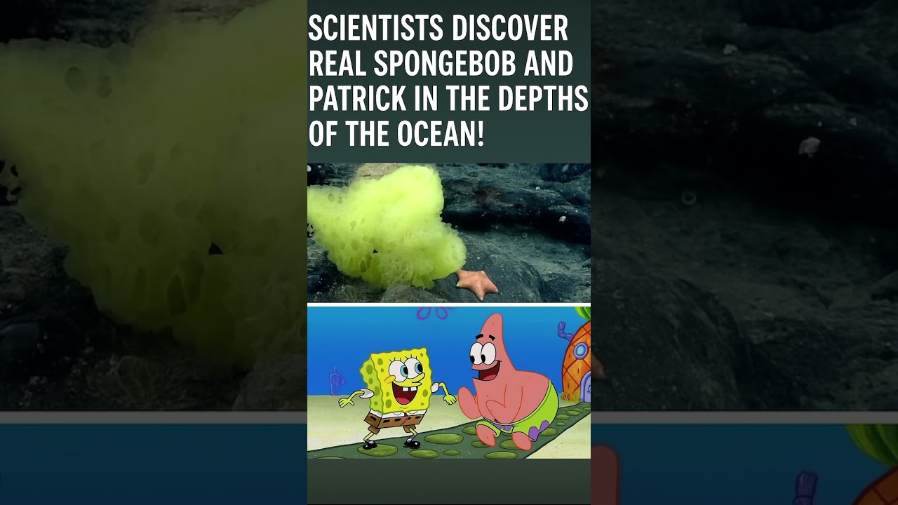 Real-Life SpongeBob & Patrick Found in the Ocean! 🧽⭐ #SpongeBob #RealDiscovery #FunnyShorts