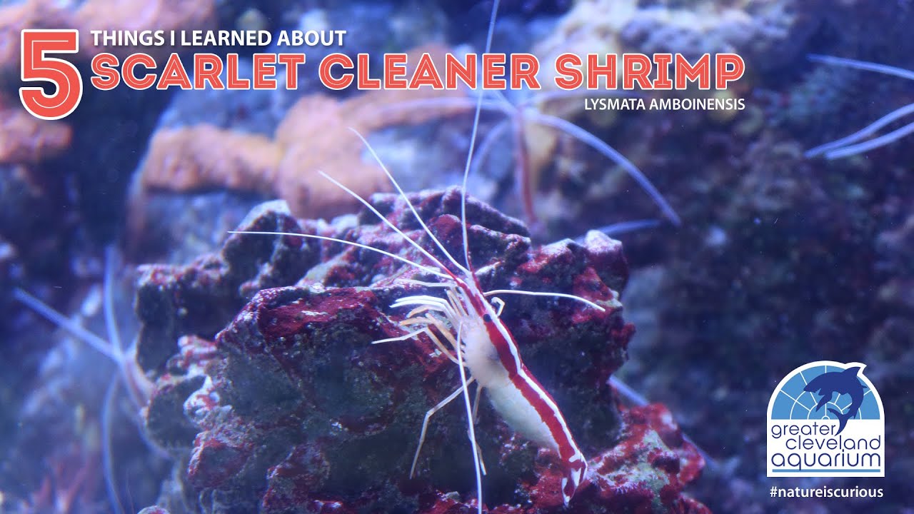 How Does a Scarlet Cleaner Shrimp Clean? @ CLEAquarium