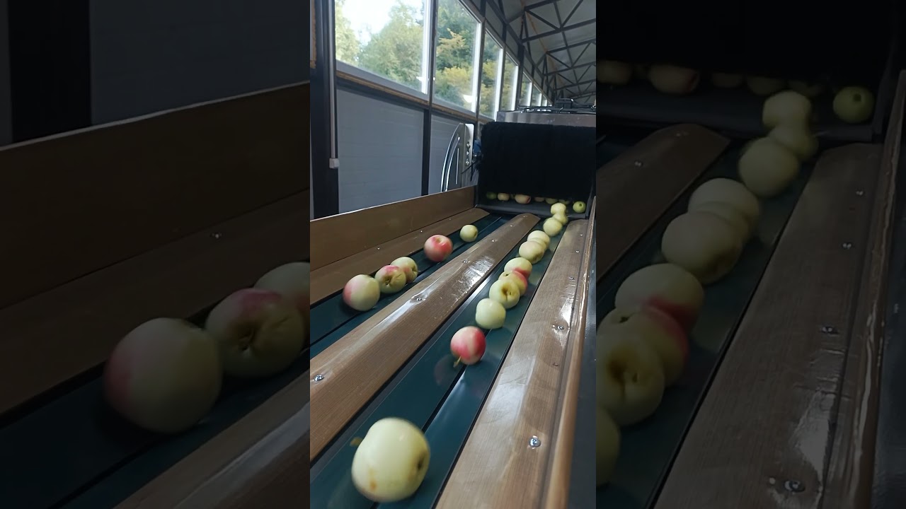 🍏 28 августа 2025: Тестовый запуск линии SORTER 5 т/ч в селе Текос!  