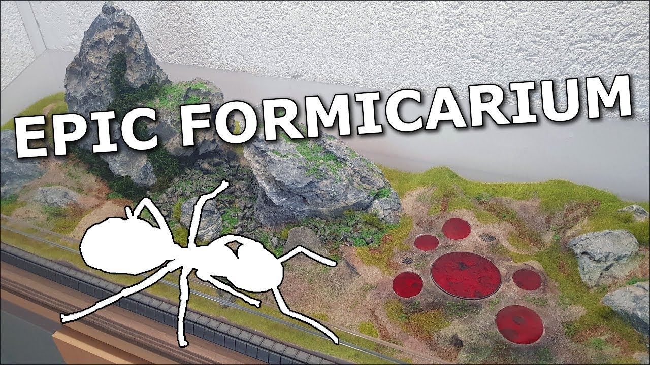 Amazing Formicarium for Camponotus ligniperdus ants