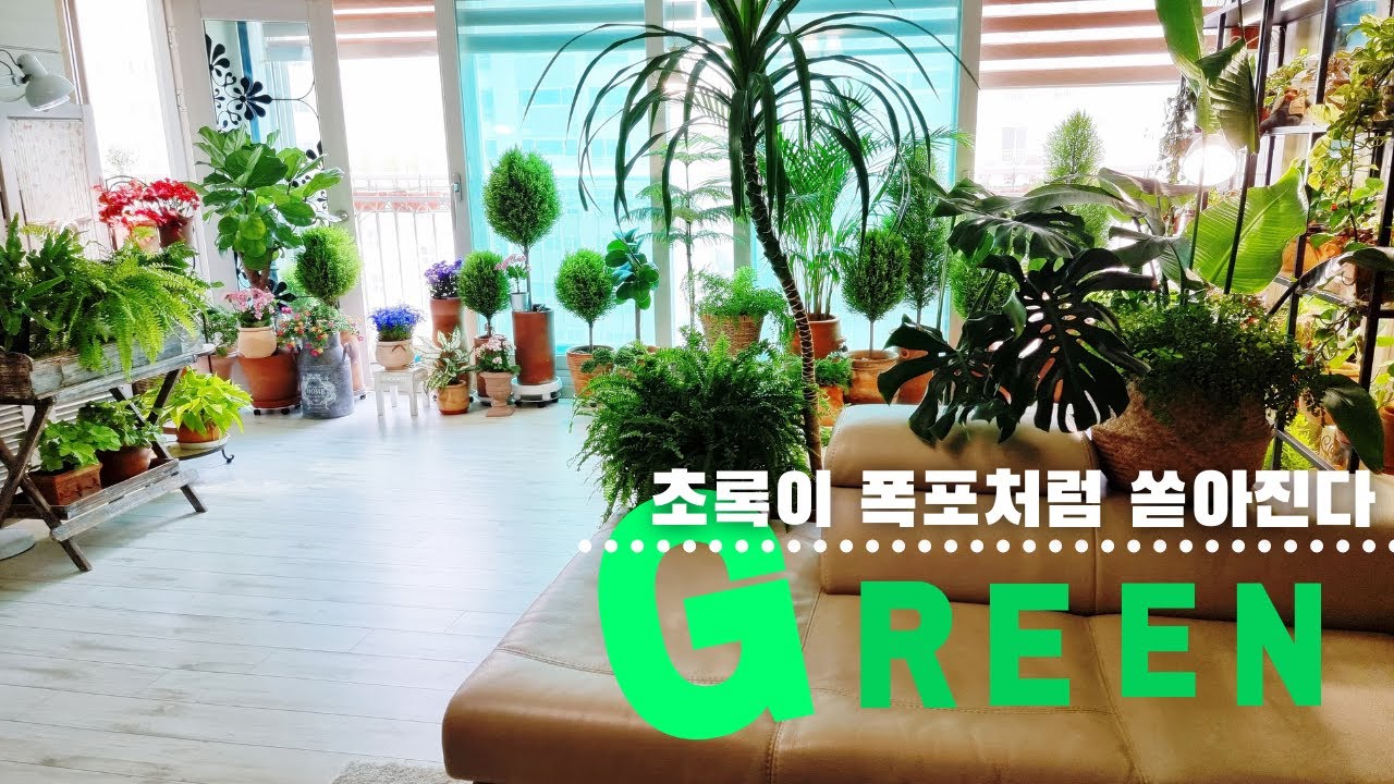 SUB) 베란다가 없는 확장형 거실 플랜테리어 팁 / 고사리류  죽이지 않고 잘 키우는 비결 / 잎이 건조해서 마르는 고사리 (식물) 응급처치 요령 / 보스톤, 후마타, 아디안텀