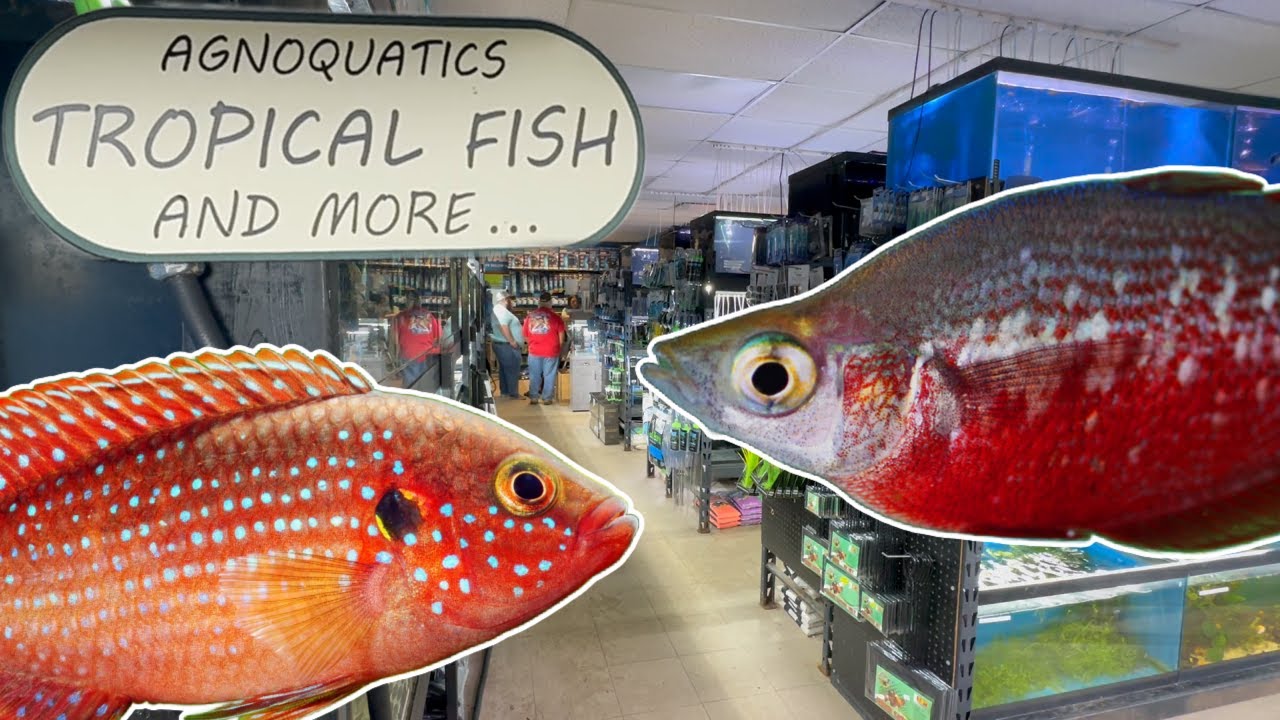 Discover The Magic Of Agnoquatics: A Small Fish Store With Big Appeal!