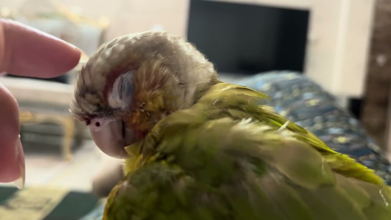 Groom → Snuggle → Melt hearts 💕 #parrot 