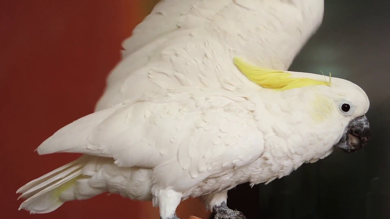 CAP 85. VETERINARIO ONLINE. Cacatúa Galerita Eleonora. LOROS MADRID