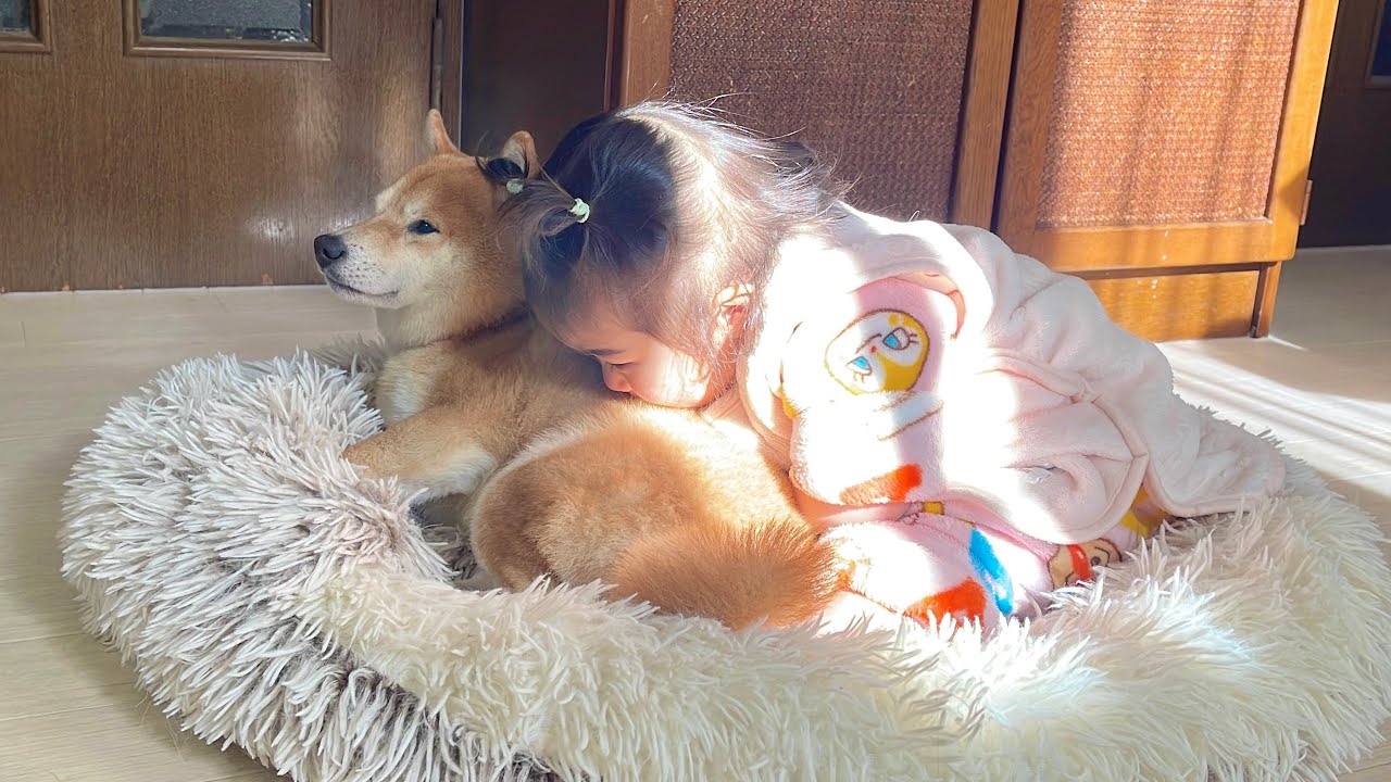 1歳児に昼寝に誘われて一緒に寝てあげる豆柴が優しすぎました....