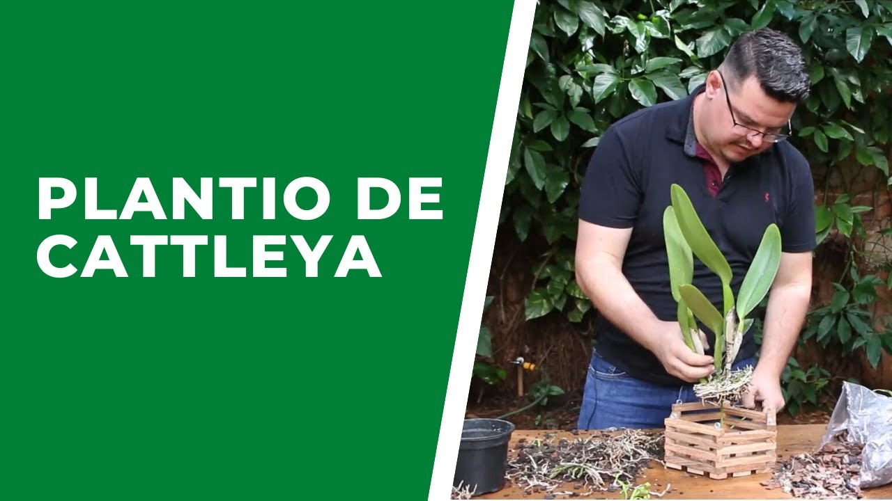 Plantio de Cattleya