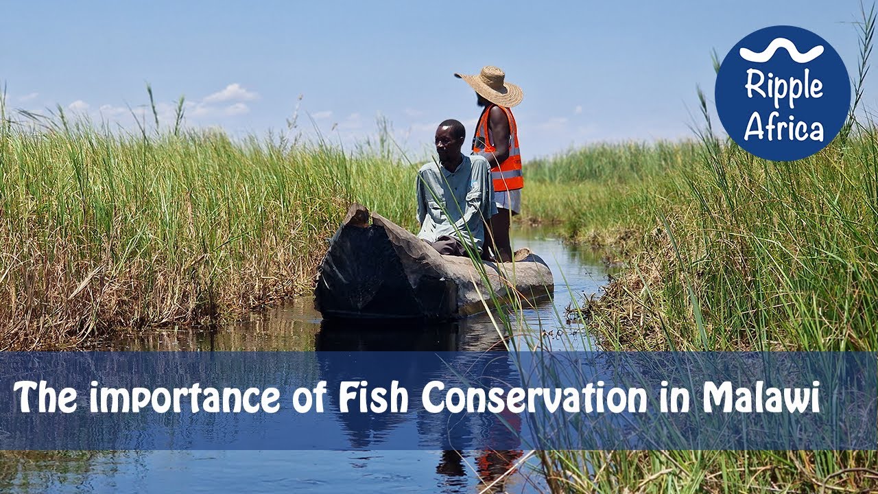 The importance of Fish Conservation in Malawi