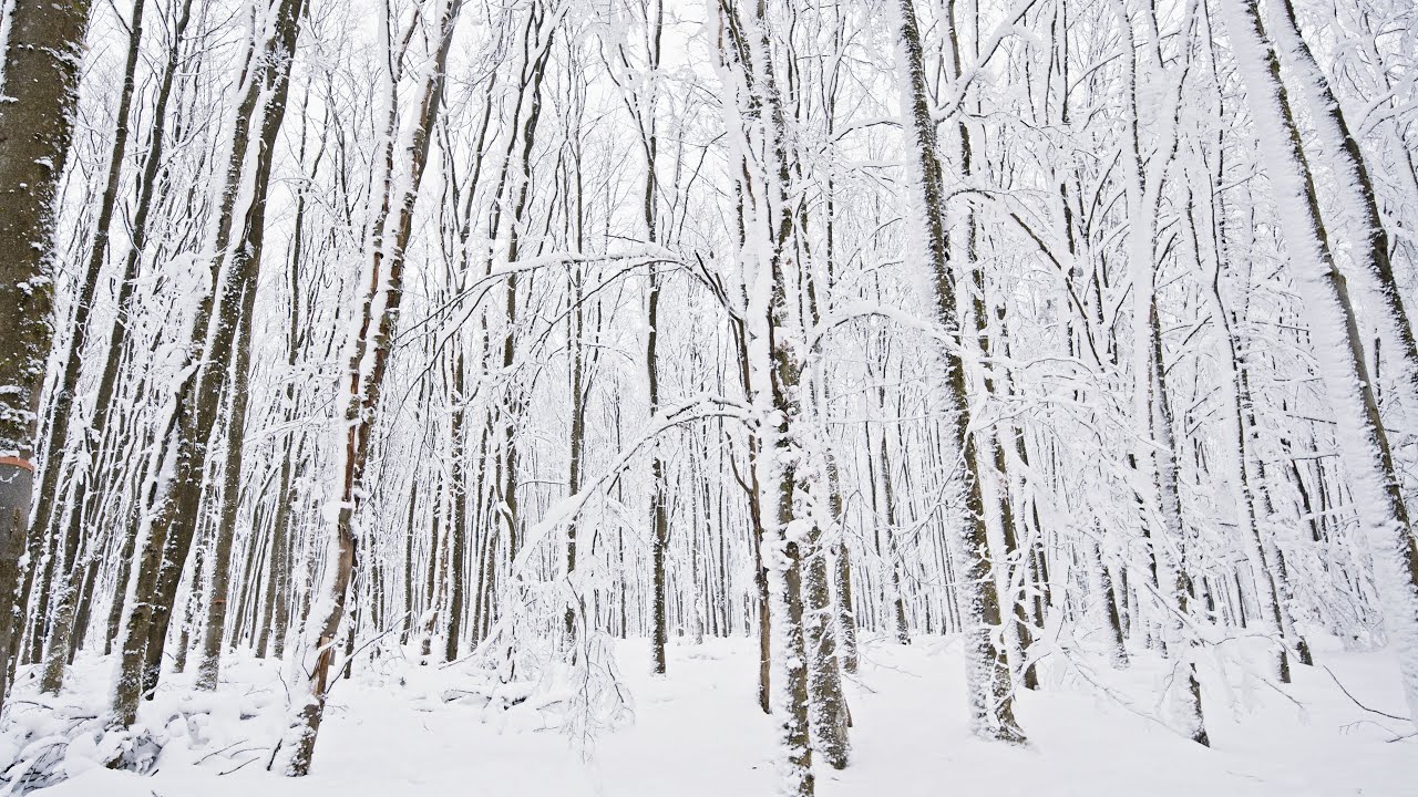 The Sound of Snow